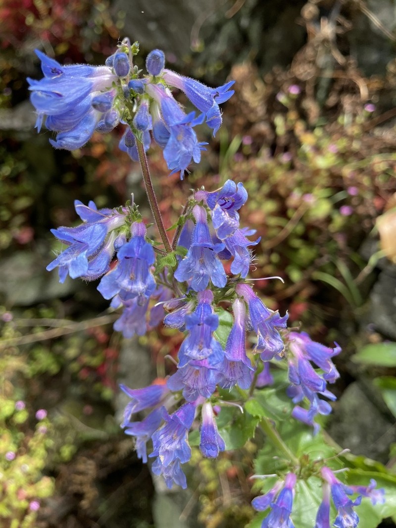 Eggleaf Beardtongue photo 7