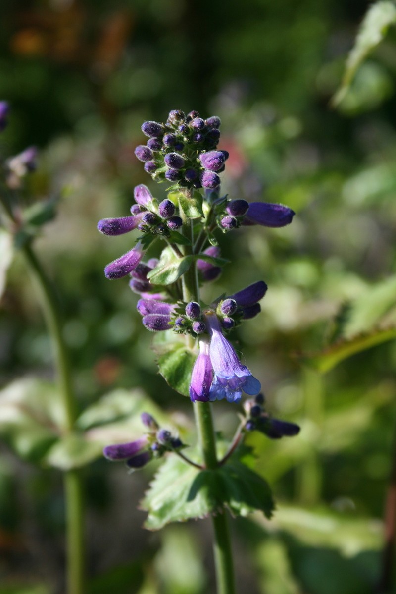 Eggleaf Beardtongue photo 8