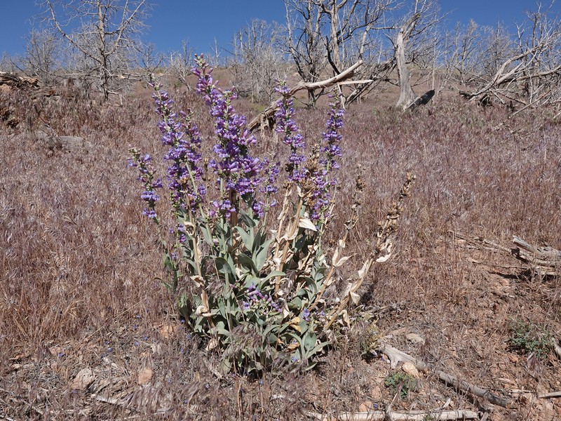 Thickleaf Beardtongue