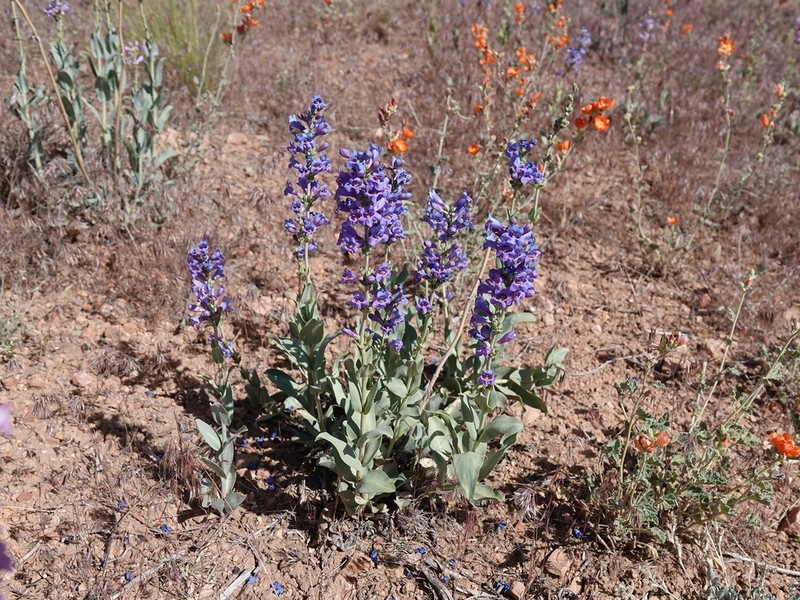 Thickleaf Beardtongue photo 2