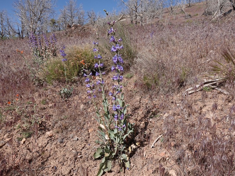 Thickleaf Beardtongue photo 3