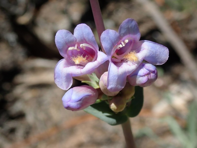 Thickleaf Beardtongue photo 4