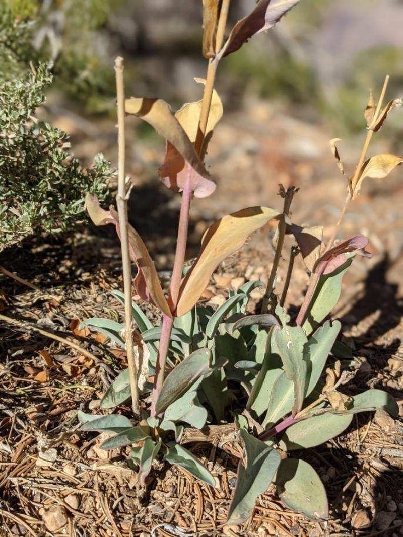 Thickleaf Beardtongue photo 5