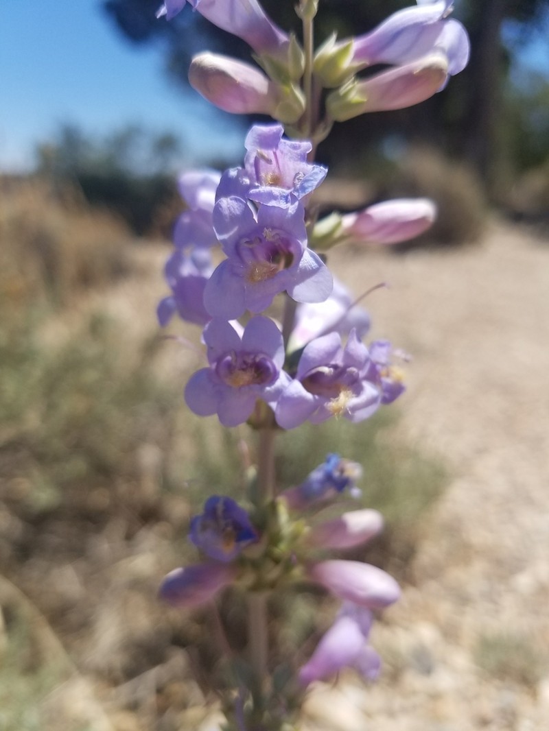 Thickleaf Beardtongue photo 6