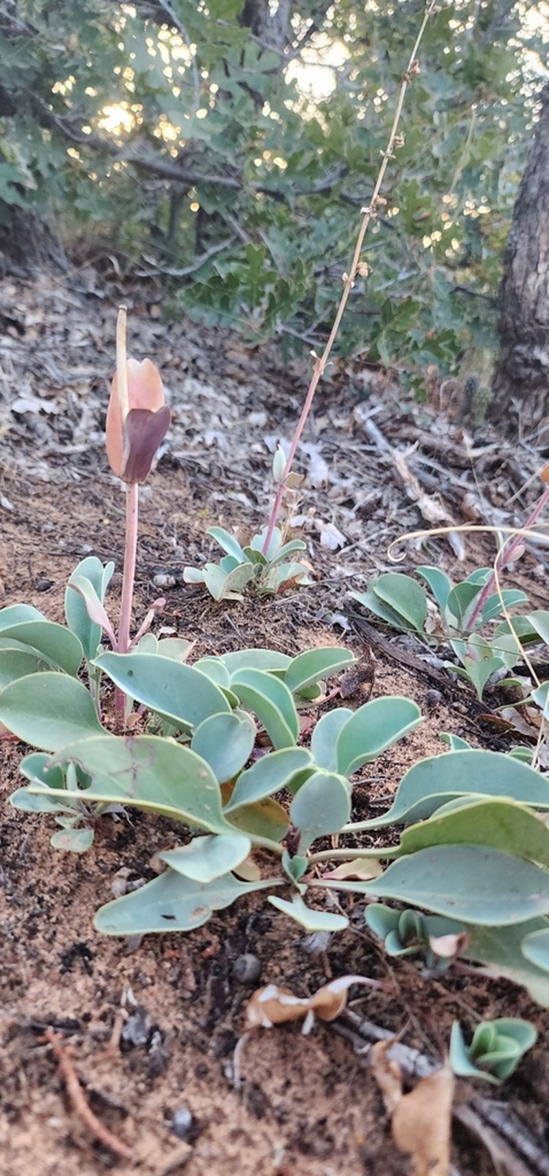 Thickleaf Beardtongue photo 7