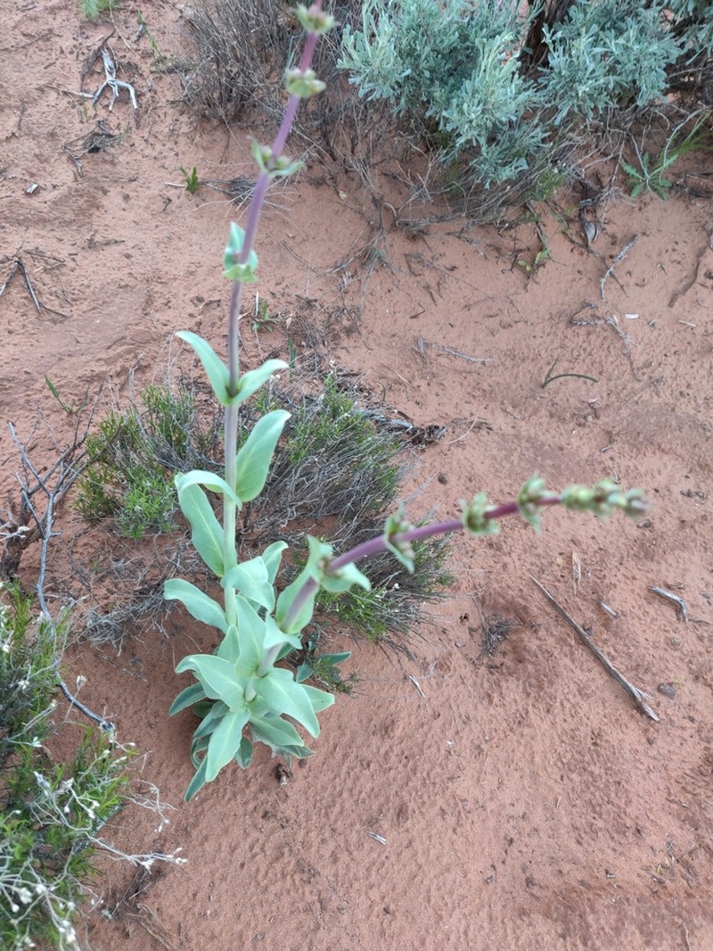 Thickleaf Beardtongue photo 8