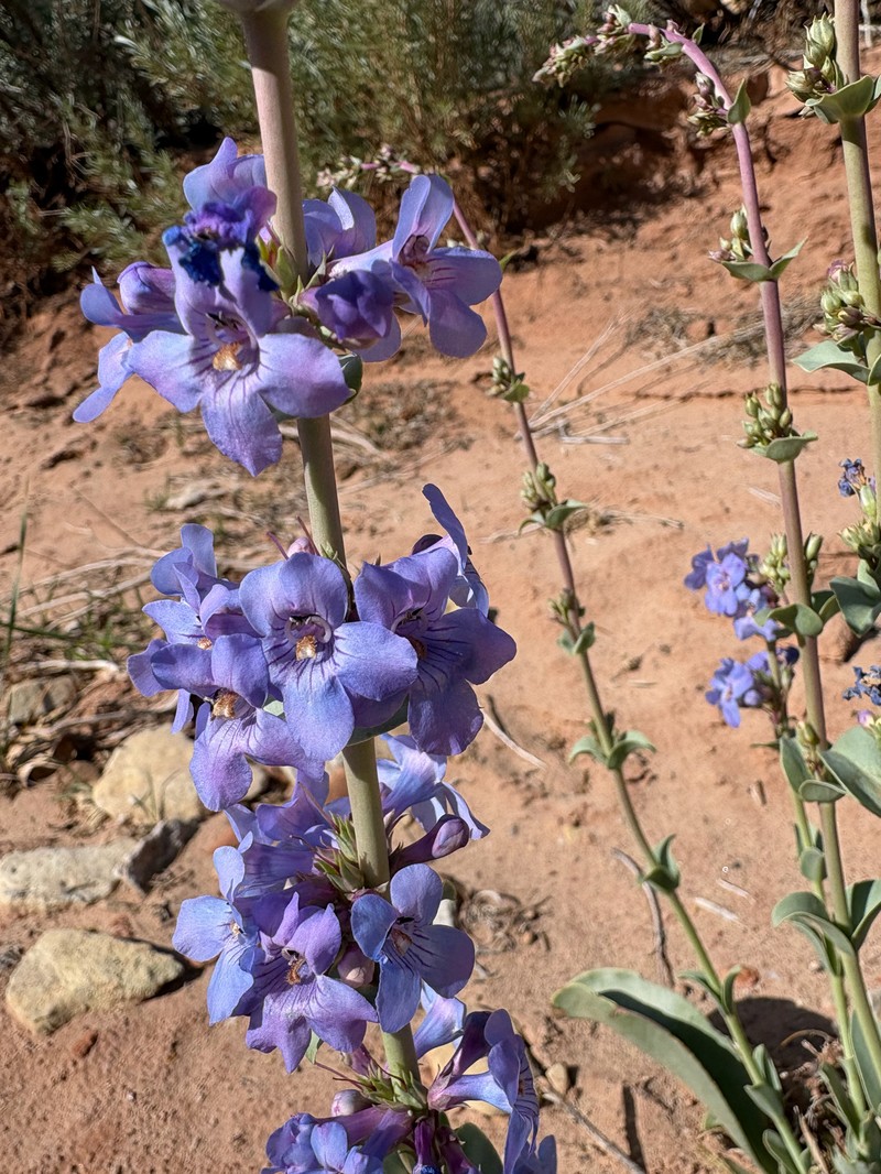 Penstemon pachyphyllus var. pachyphyllus