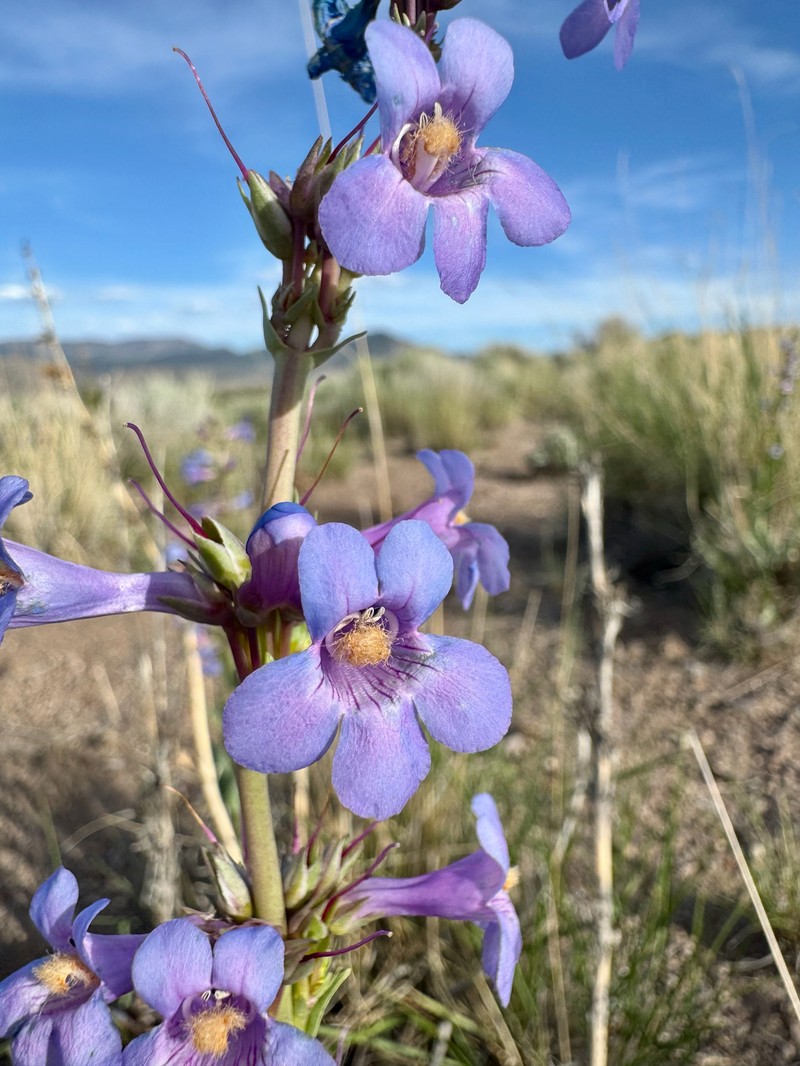 Penstemon pachyphyllus var. pachyphyllus photo 2