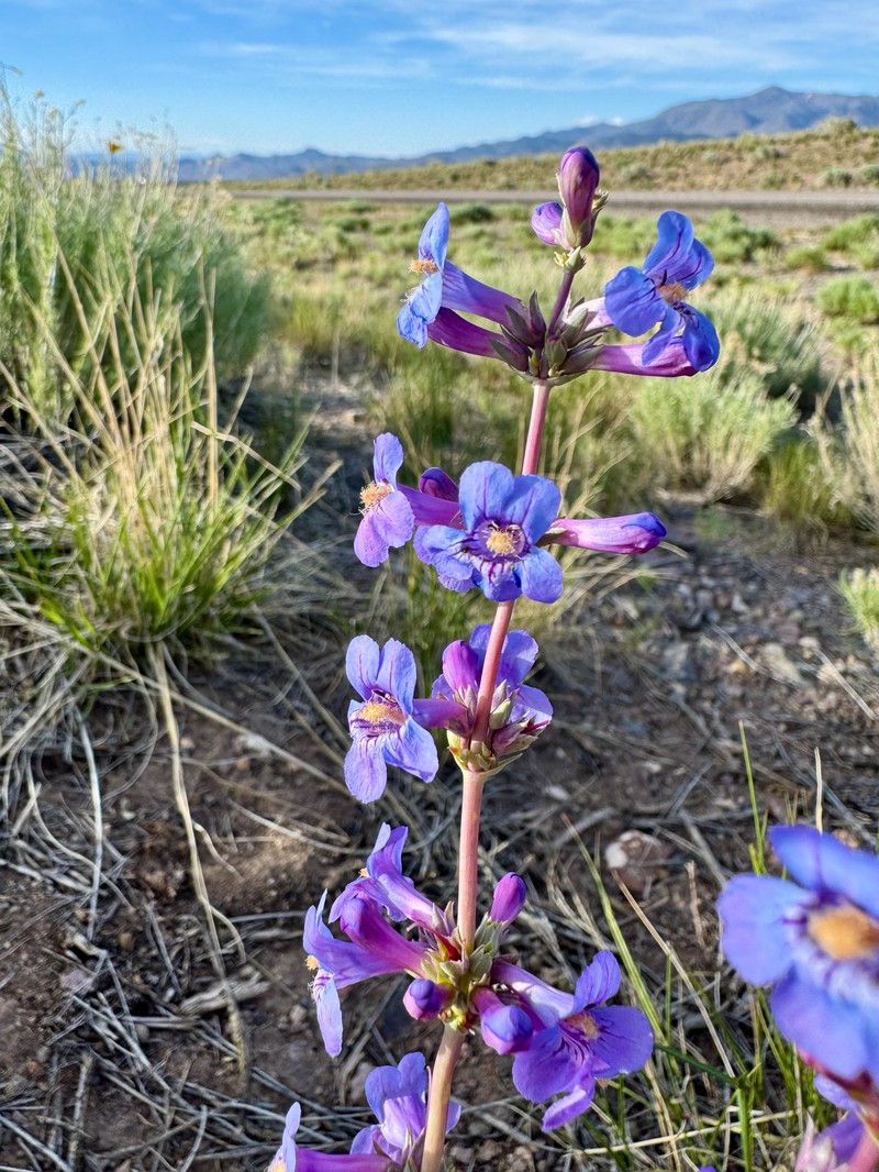 Penstemon pachyphyllus var. pachyphyllus photo 3