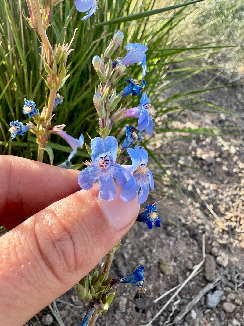 Penstemon pachyphyllus var. pachyphyllus photo 4