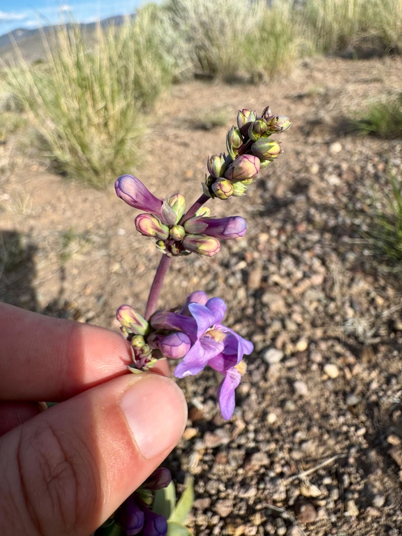 Penstemon pachyphyllus var. pachyphyllus photo 5