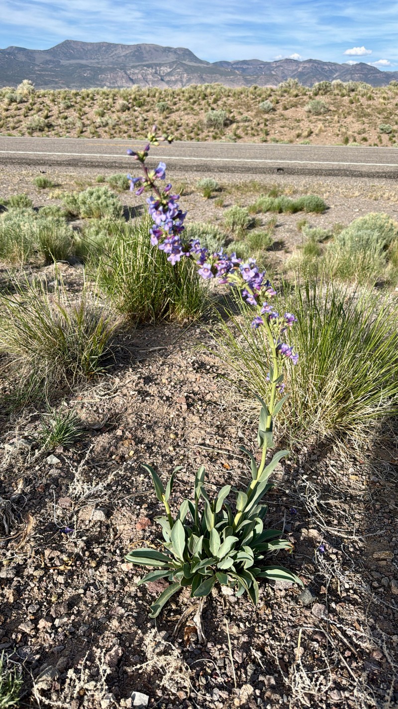 Penstemon pachyphyllus var. pachyphyllus photo 6