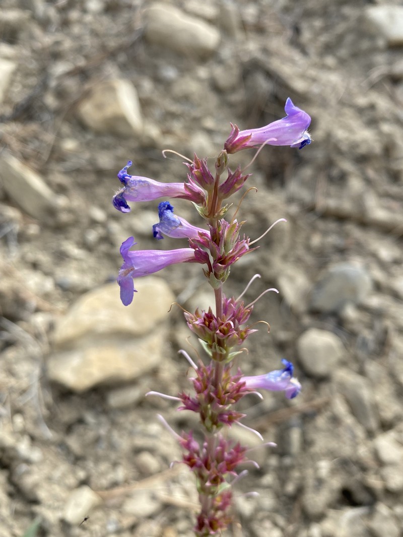 Penstemon pachyphyllus var. pachyphyllus photo 7
