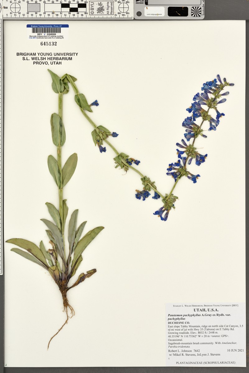 Penstemon pachyphyllus var. pachyphyllus photo 8