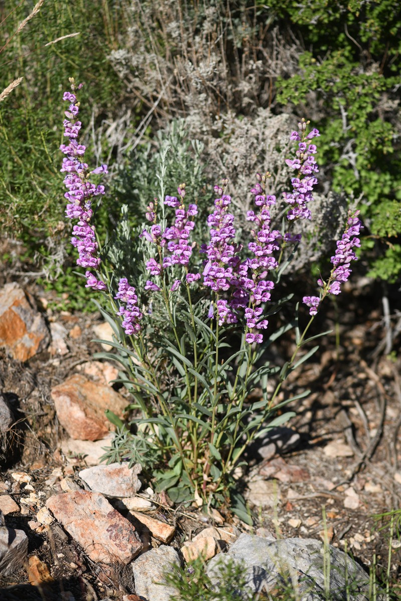 Paiute Beardtongue photo 2