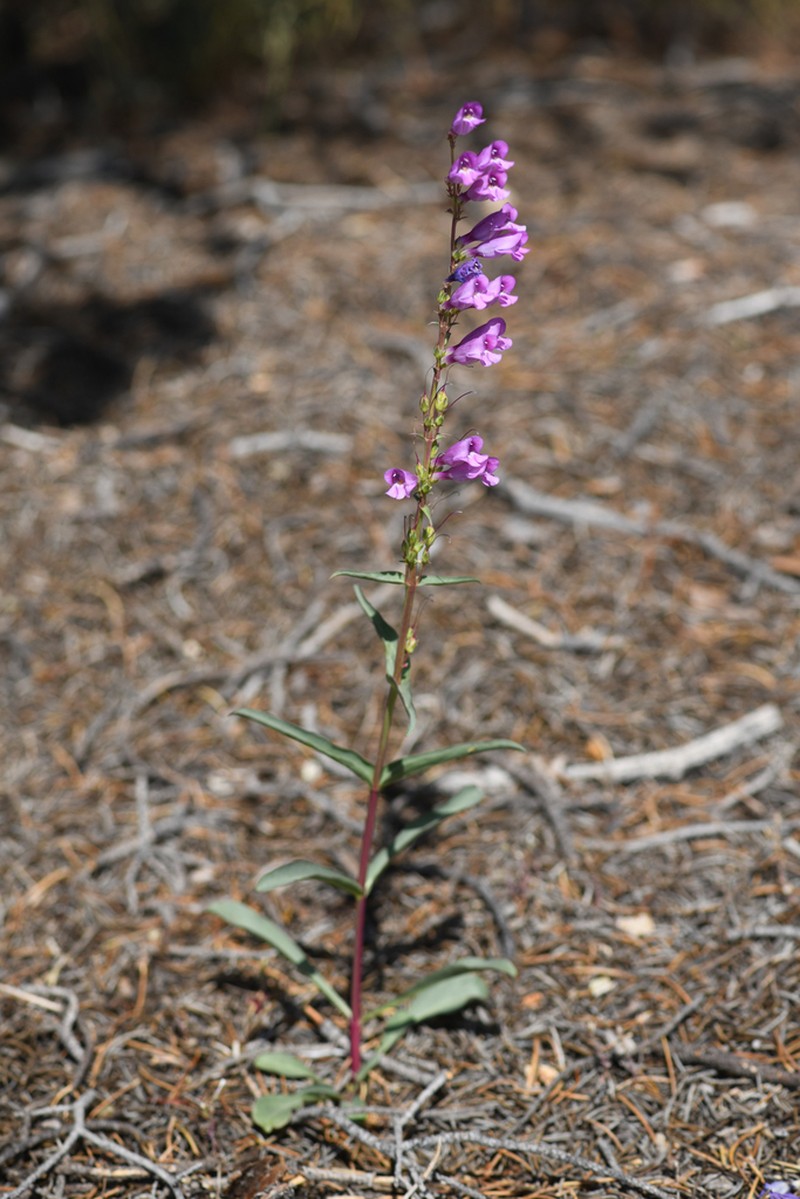 Paiute Beardtongue photo 3