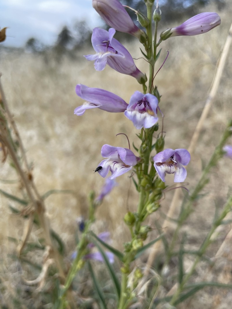 Paiute Beardtongue photo 5