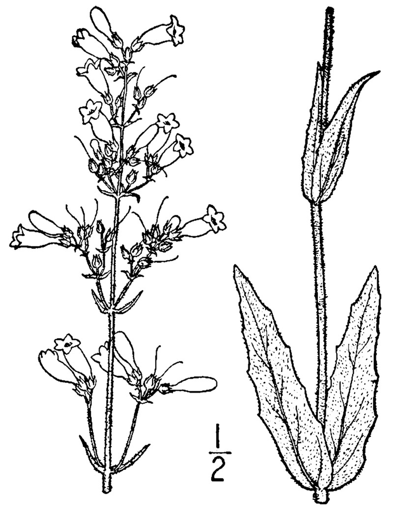 Pale Beardtongue photo 2