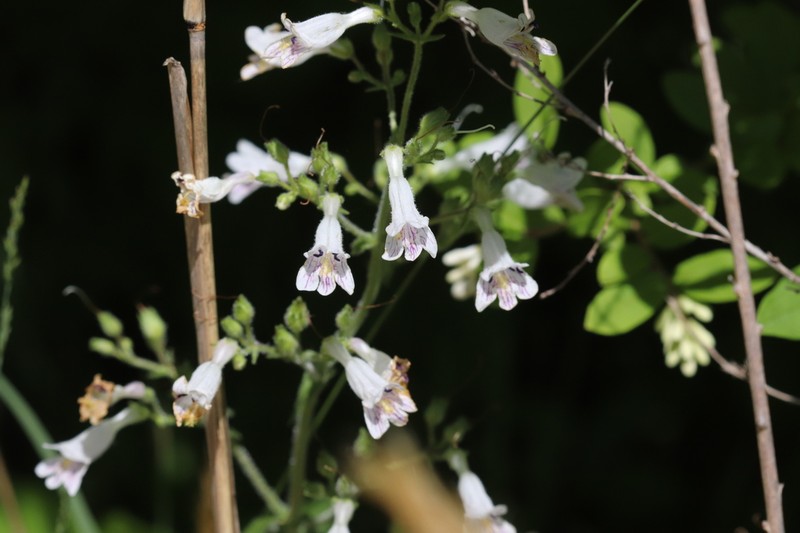 Pale Beardtongue