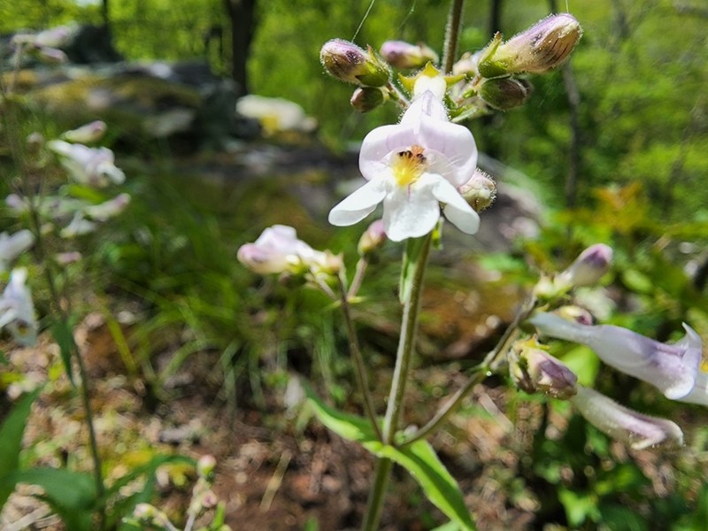 Pale Beardtongue photo 3