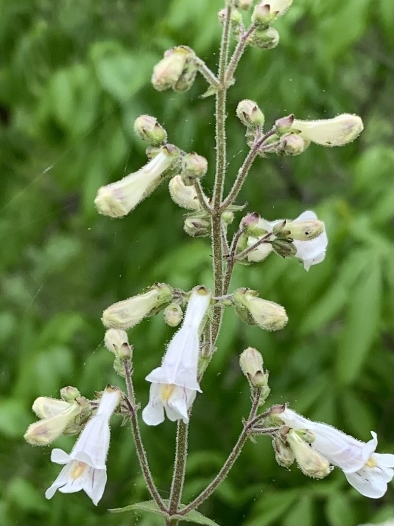 Pale Beardtongue photo 4