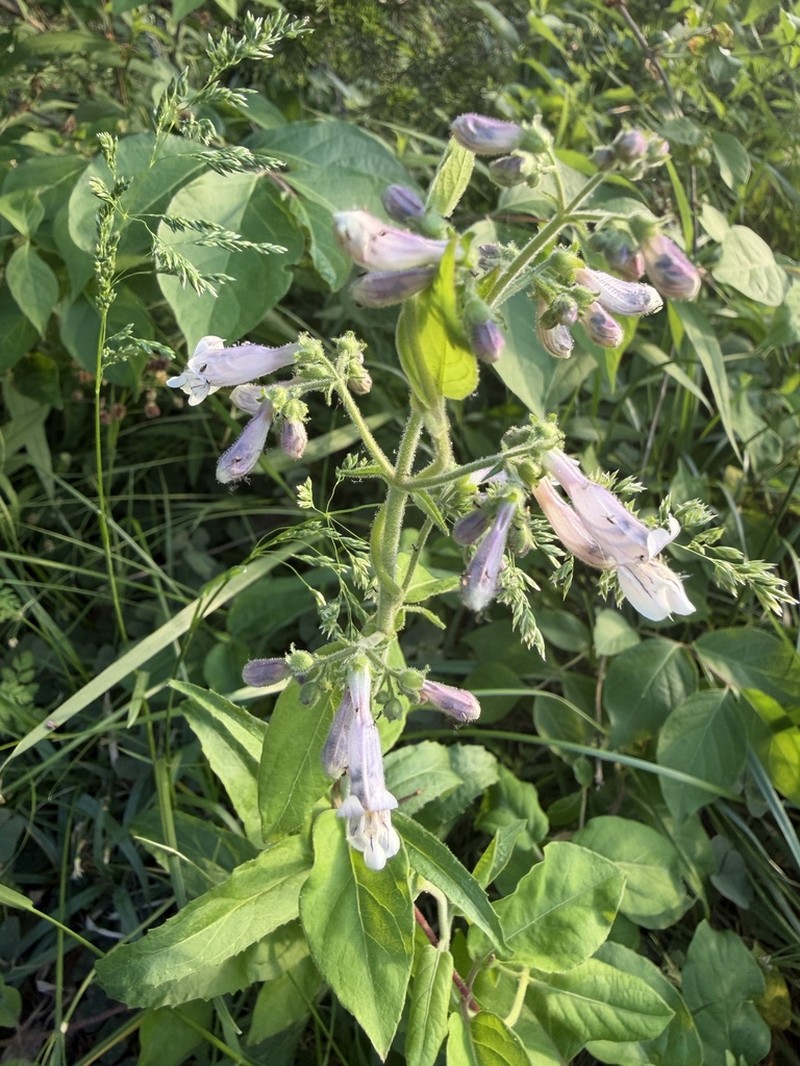 Pale Beardtongue photo 5