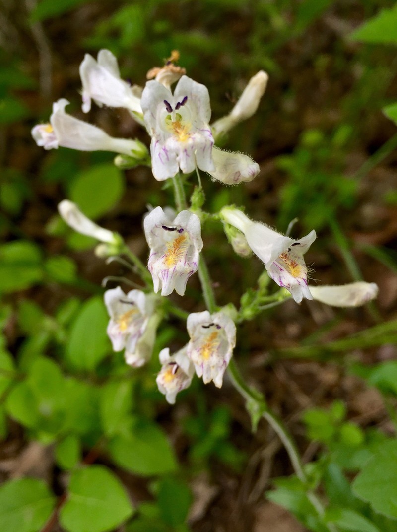 Pale Beardtongue photo 6