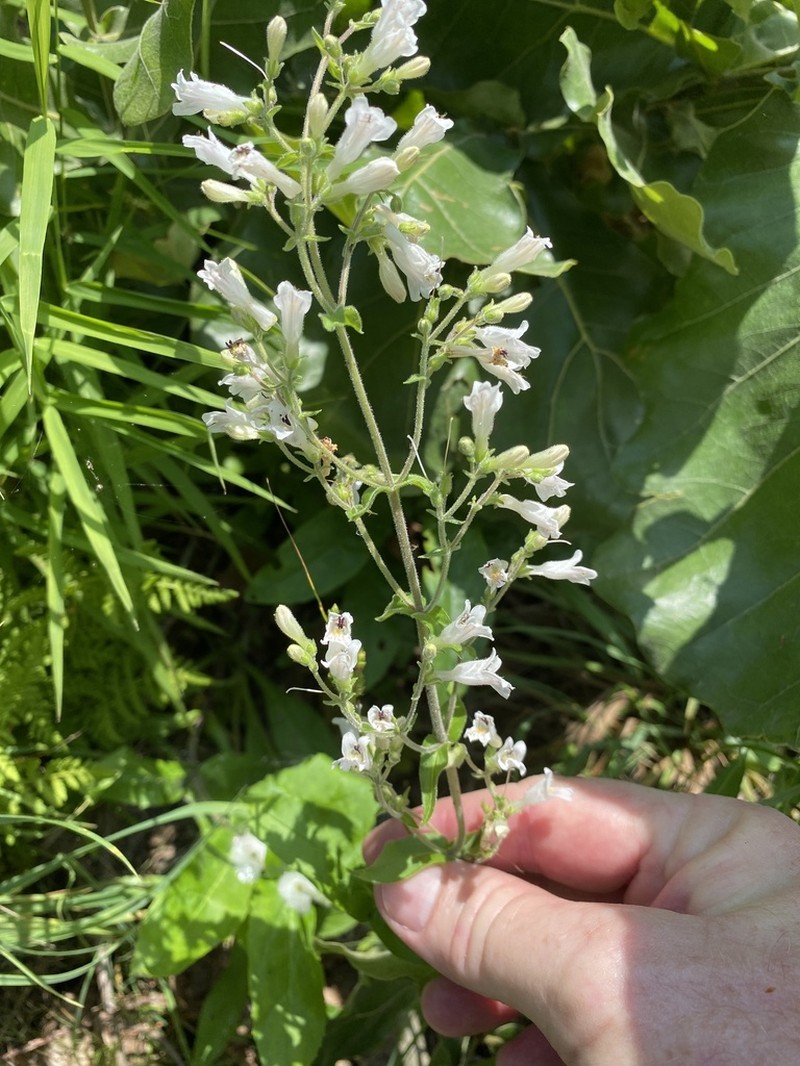 Pale Beardtongue photo 7
