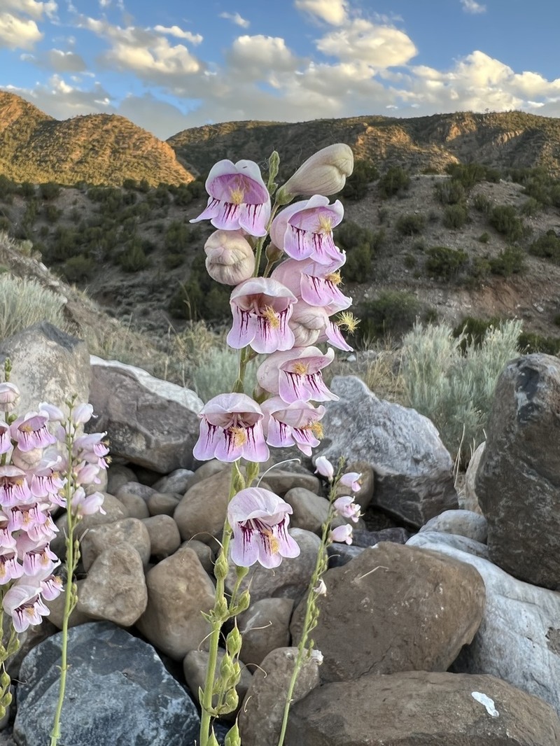 Palmer's Penstemon photo 2