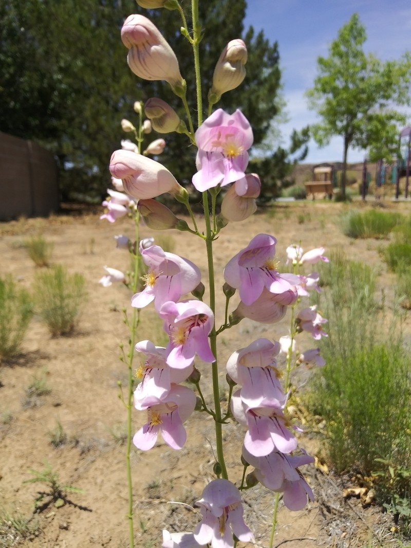 Palmer's Penstemon photo 3