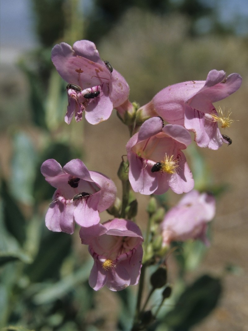 Palmer's Penstemon photo 4