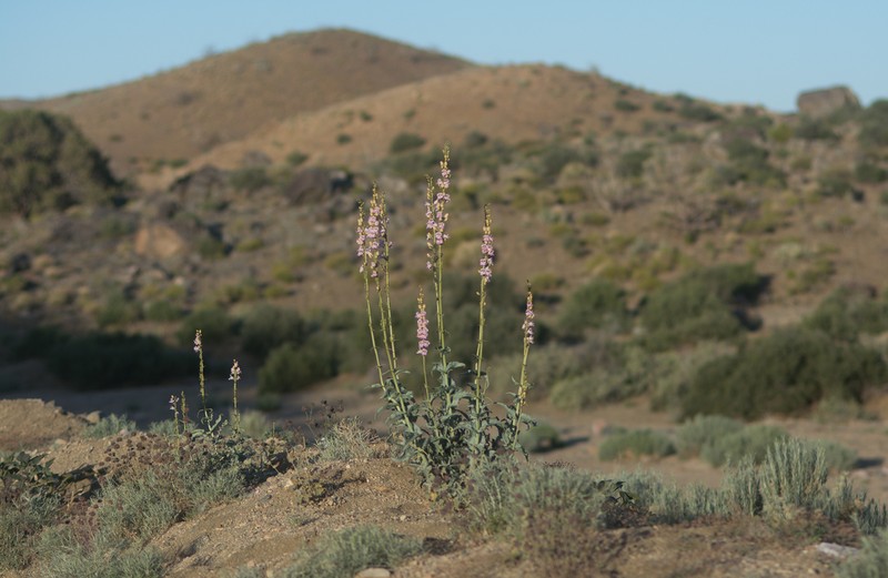 Palmer's Penstemon photo 5