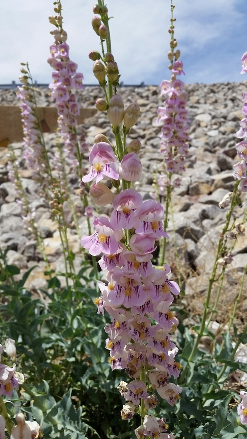 Palmer's Penstemon photo 6