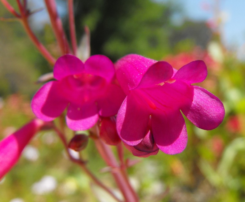 Beardtongue photo 2