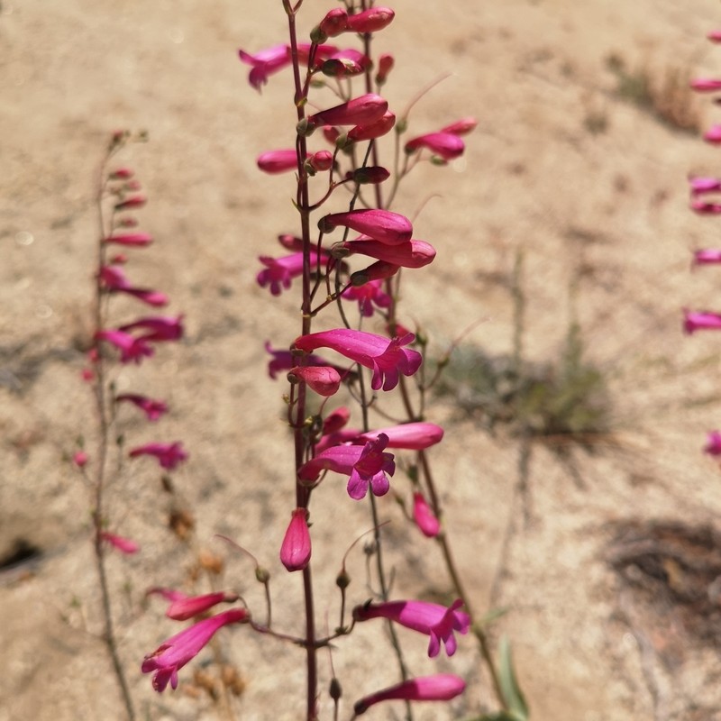 Beardtongue photo 3