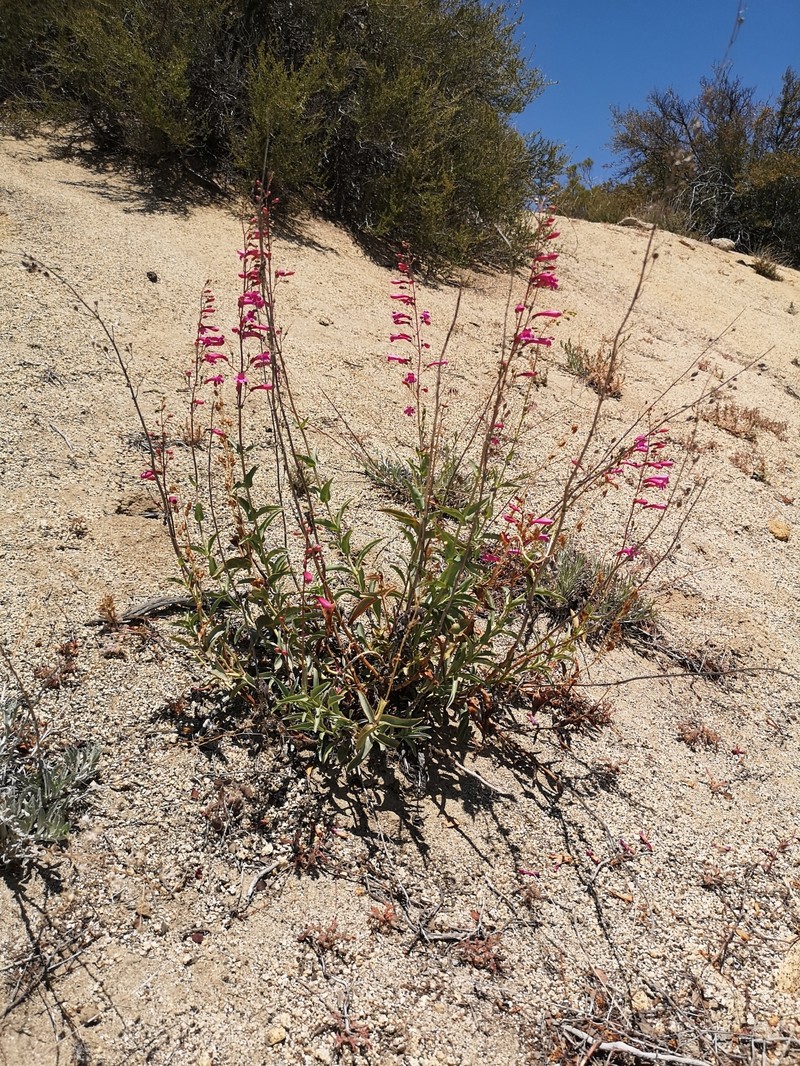 Beardtongue photo 4