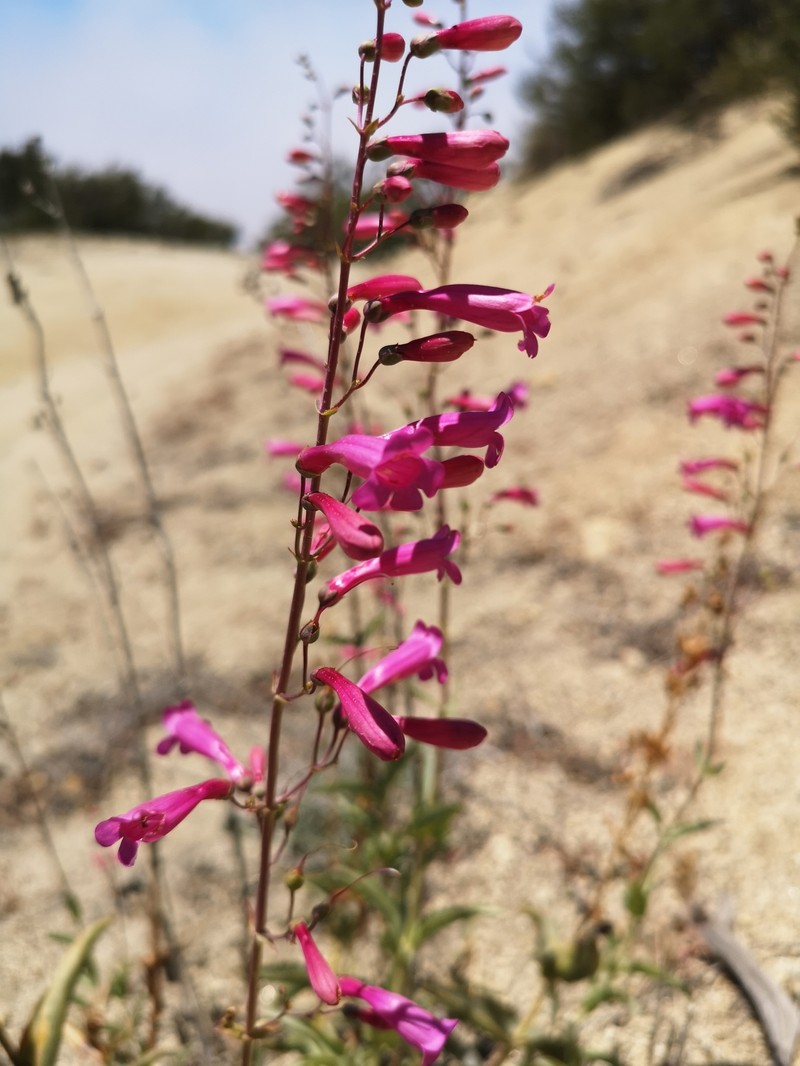 Beardtongue