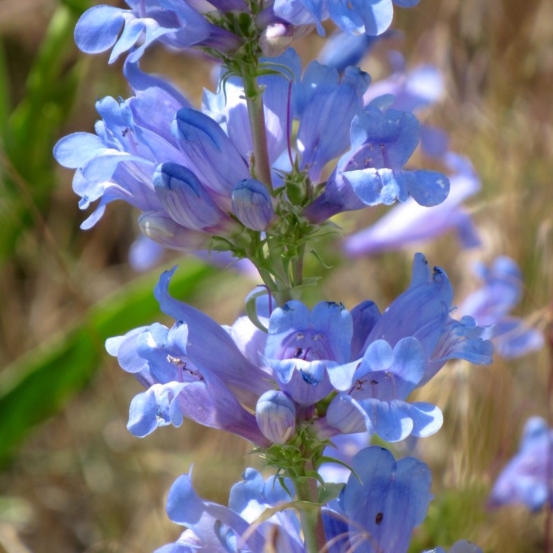 Payette Beardtongue