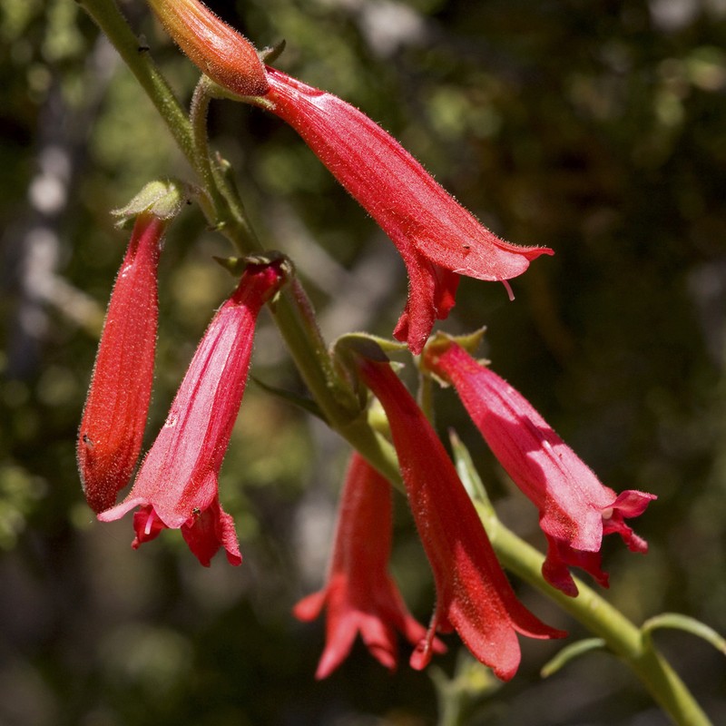 Lanceleaf Beardtongue photo 2