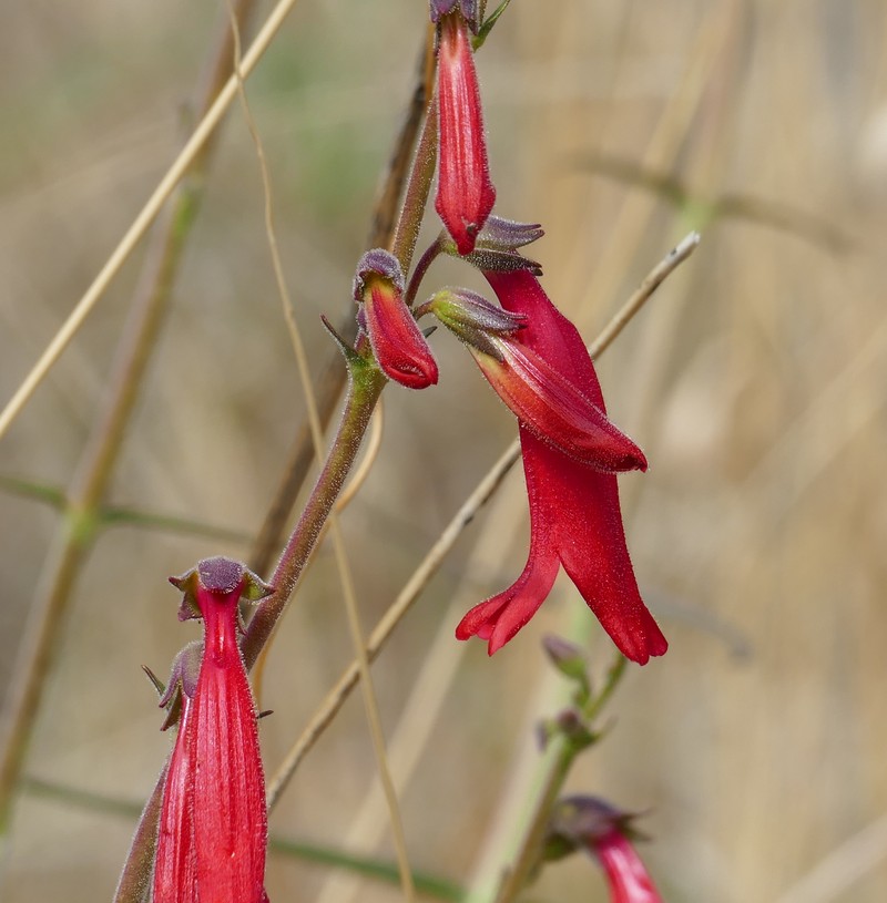 Lanceleaf Beardtongue photo 4