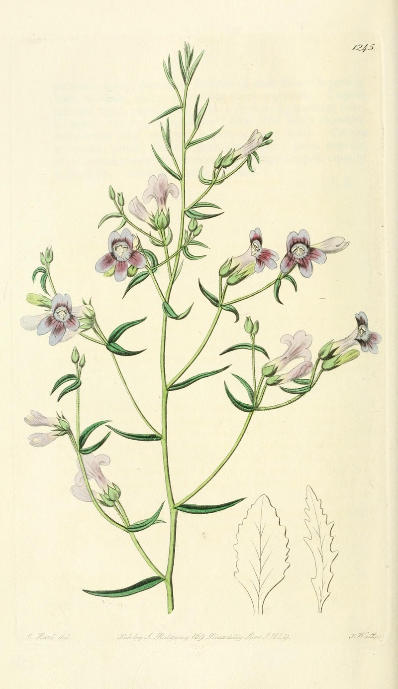 Riggin's Penstemon photo 2