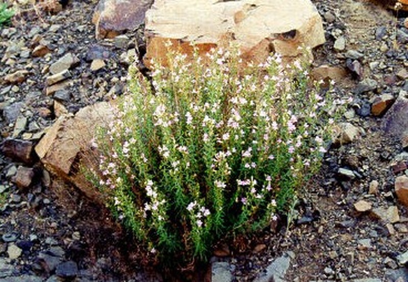 Riggin's Penstemon