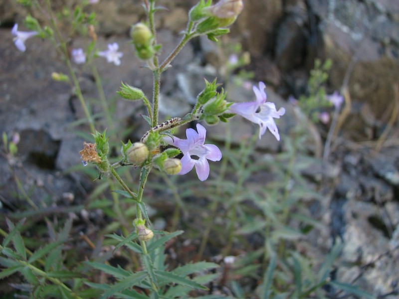 Penstemon triphyllus var. infernalis