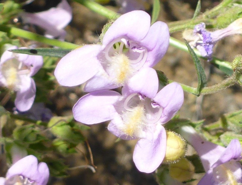 Penstemon triphyllus var. triphyllus