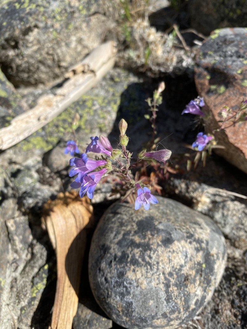 Penstemon triphyllus var. triphyllus photo 2