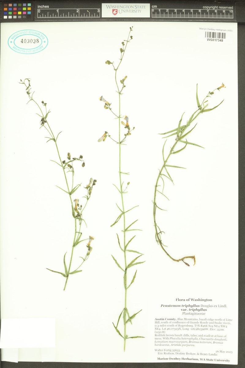 Penstemon triphyllus var. triphyllus photo 3