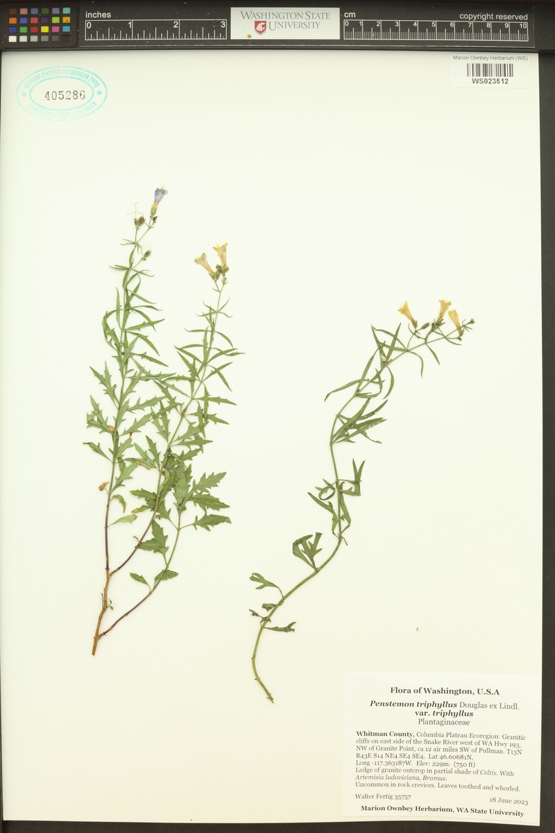 Penstemon triphyllus var. triphyllus photo 4