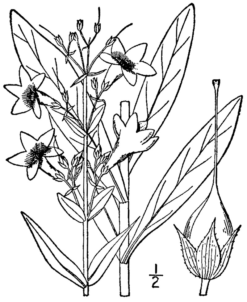 White Wand Beardtongue photo 2