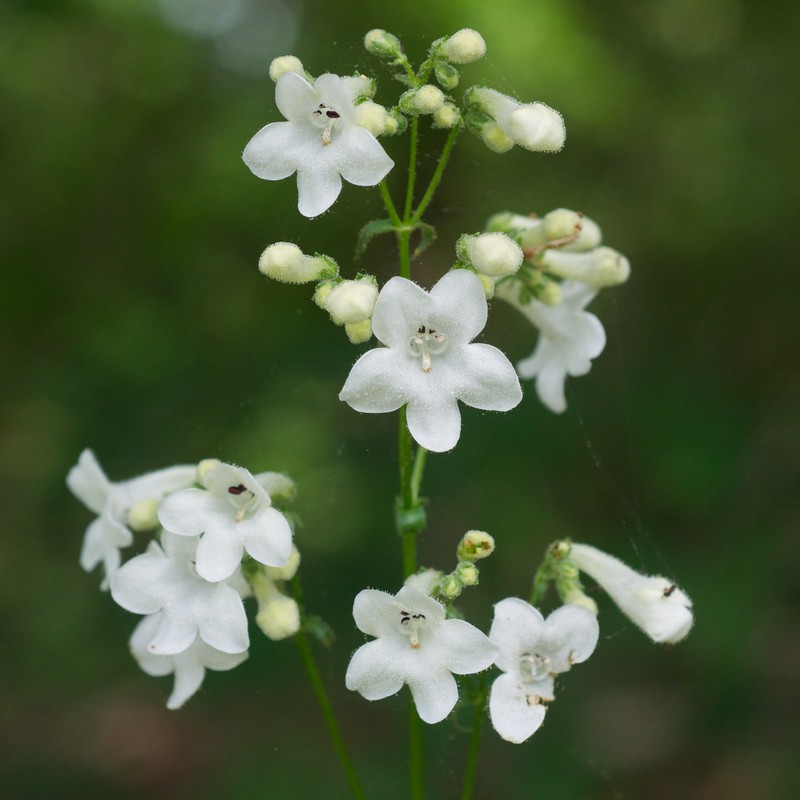 White Wand Beardtongue
