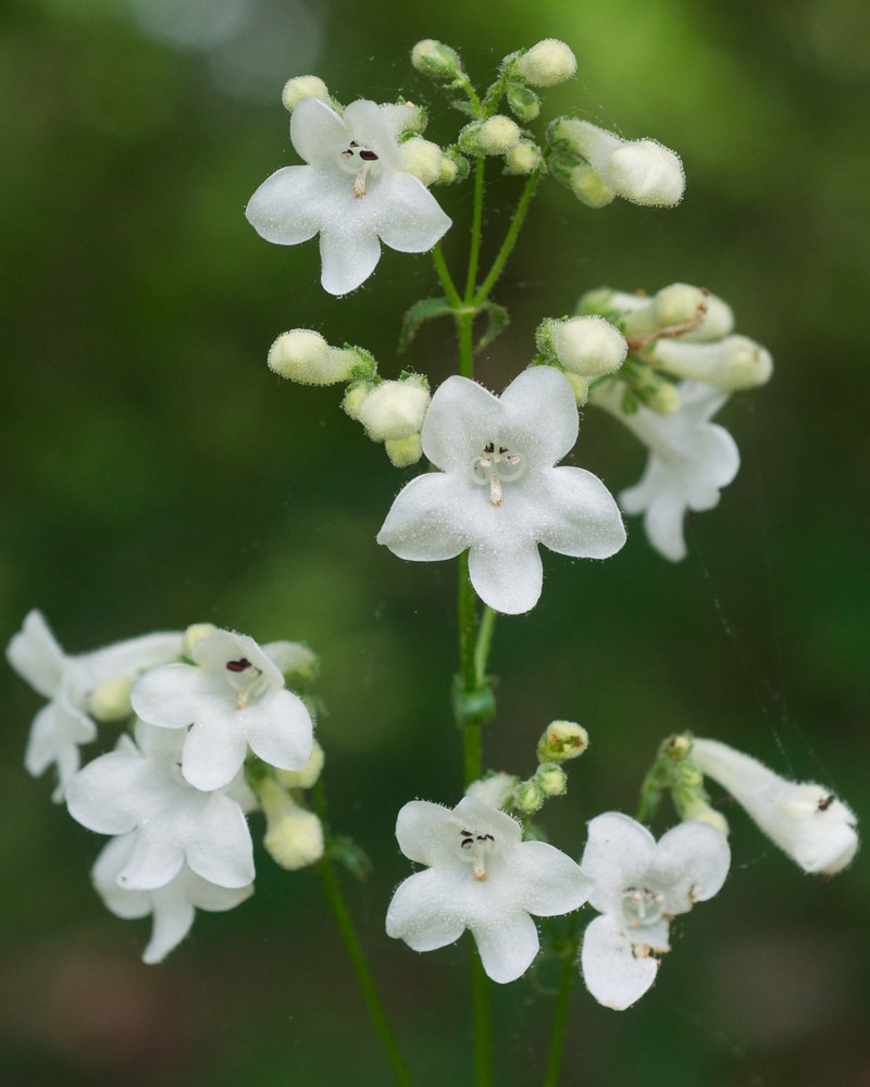 White Wand Beardtongue photo 3